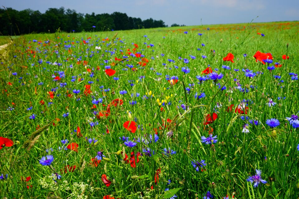 Klatschmohn cornflowers flowers photo