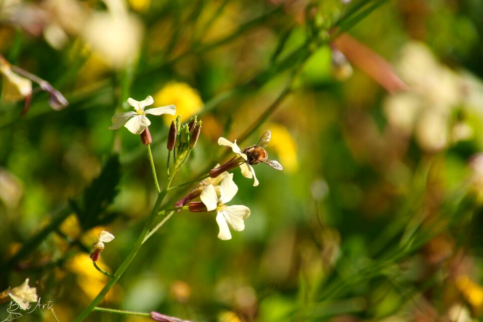 White blossom field