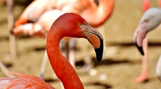 Colorful animals plumage