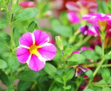 Pink blossom bloom photo