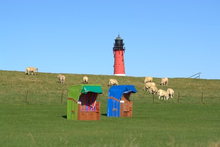 Lawn clubs sheep photo