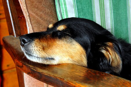 Sleeping rest laziness
