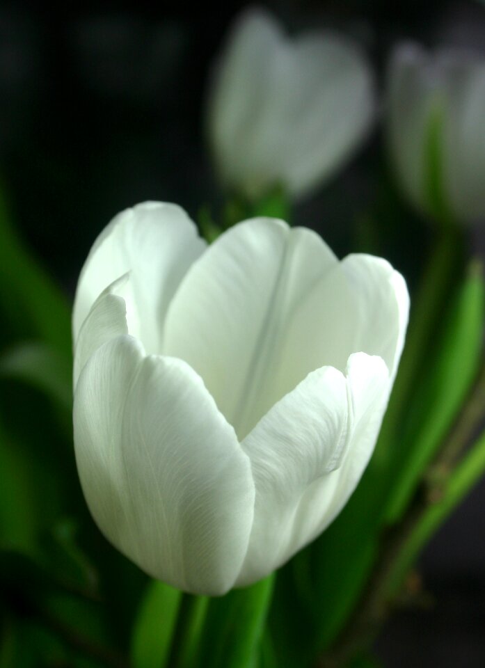 Spring blossom bloom