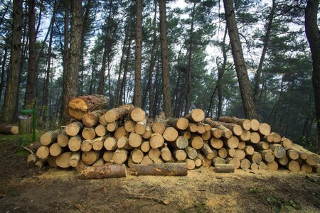 Mountains cut logs