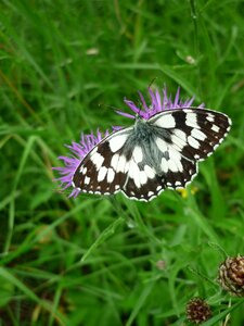 Flower meadow summer close up photo