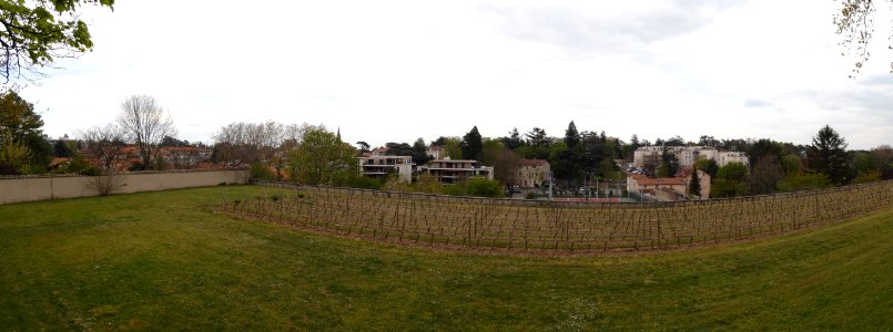 Saint-Genis-Laval - Parc de Beauregard - Terrasse du Clapier - Panorama des vignes de raisin blanc (Chardonnay)