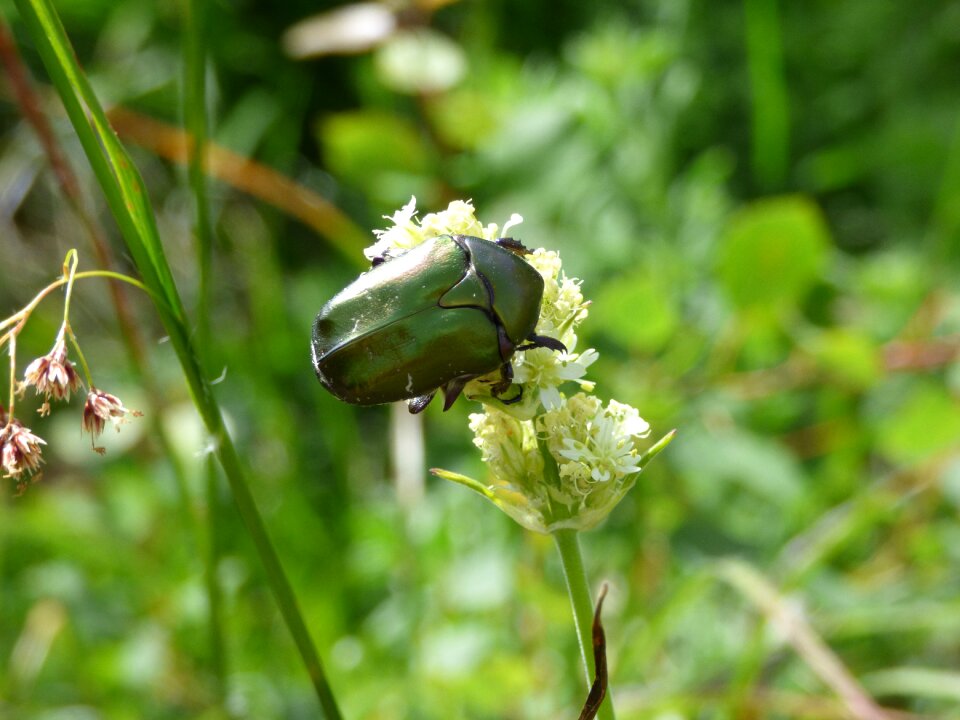 Vitosha green grass