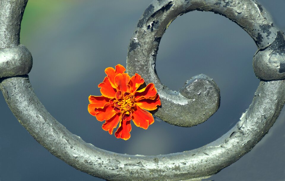 Plant flower composites