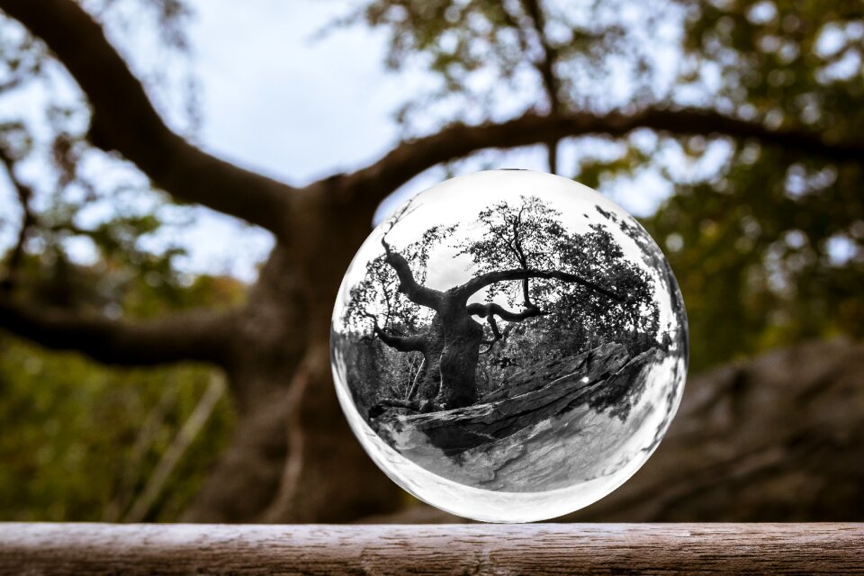 Aesthetic forest photo sphere