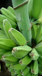 Saba banana 2