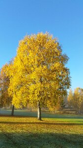 Blue sky golden autumn autumn leaves