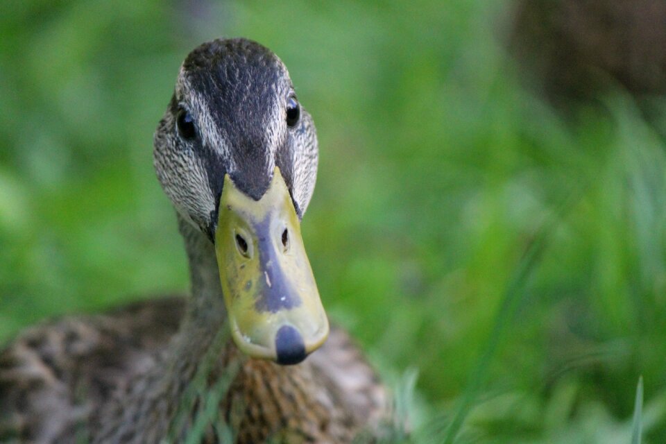 Nature bird wildlife