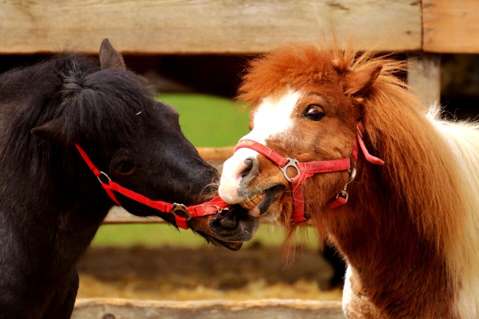 Animals cute joy of life