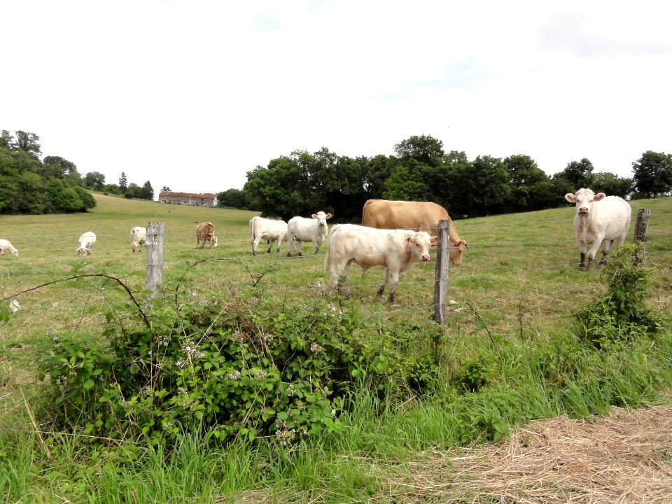 Saint-Germain (M-et-M) paysage avec vaches