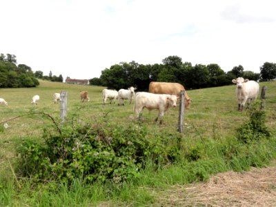 Saint-Germain (M-et-M) paysage avec vaches
