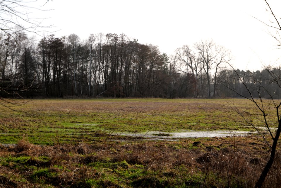 Saarmunder Rohrwiesen 2021-02-24 34