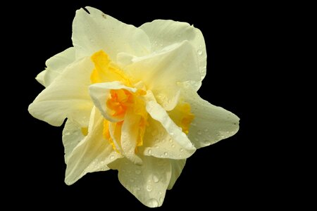 Narcissus blossom bloom photo