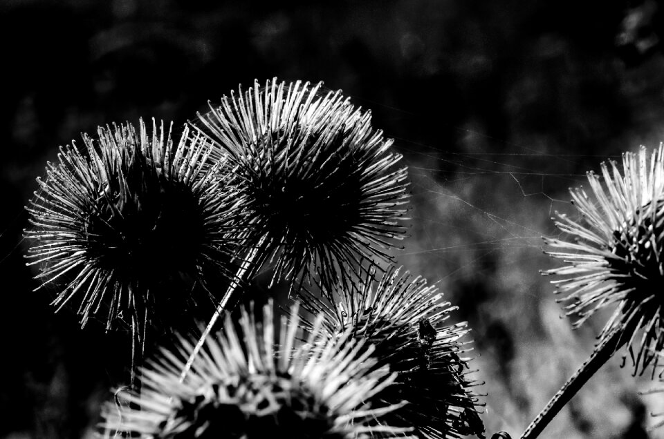 Nature meadow close up