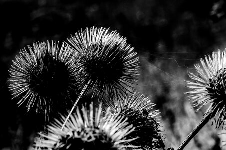Nature meadow close up