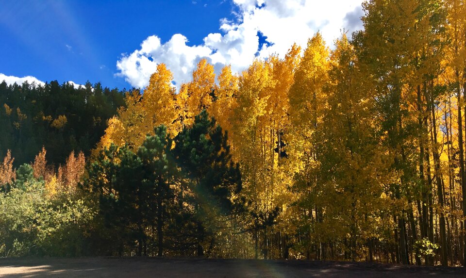 Fall nature leaf photo