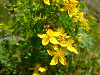 Mountain yellow summer