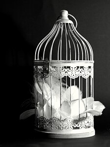 Feather black and white black