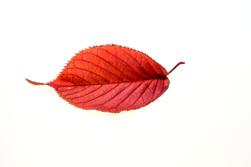 Fall foliage colors of autumn leaves in the autumn