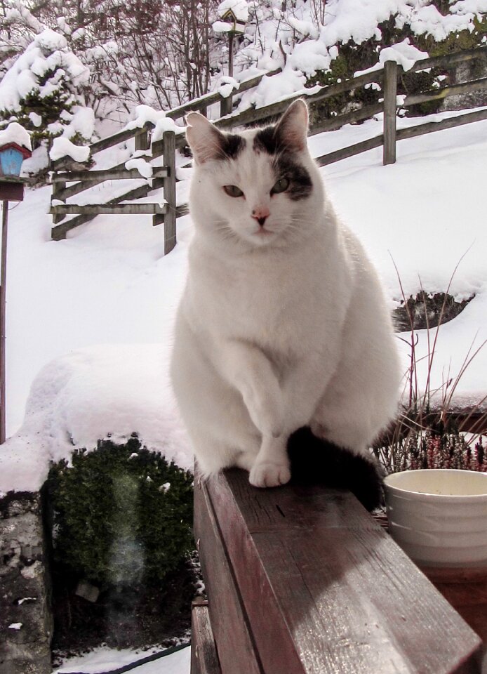 Snow pet winter