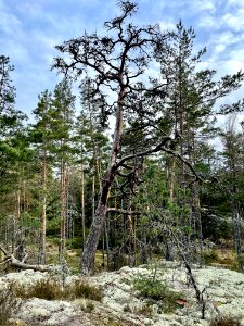 Ryssbergens naturreservat död träd