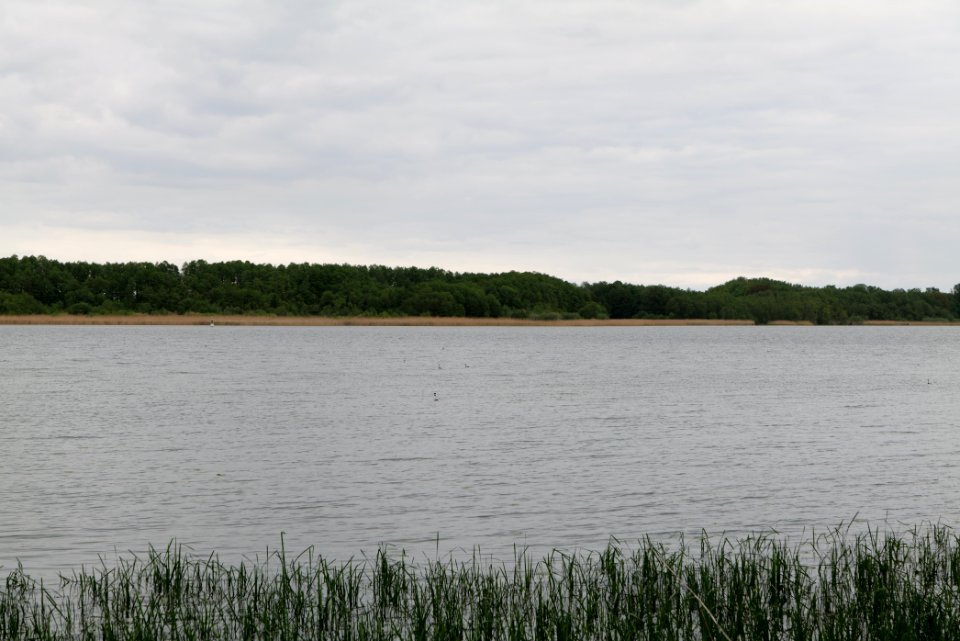 Südufer Ruppiner See from Wustrau-Altfriesack 2020-05-15 02
