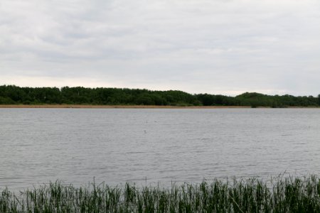 Südufer Ruppiner See from Wustrau-Altfriesack 2020-05-15 02