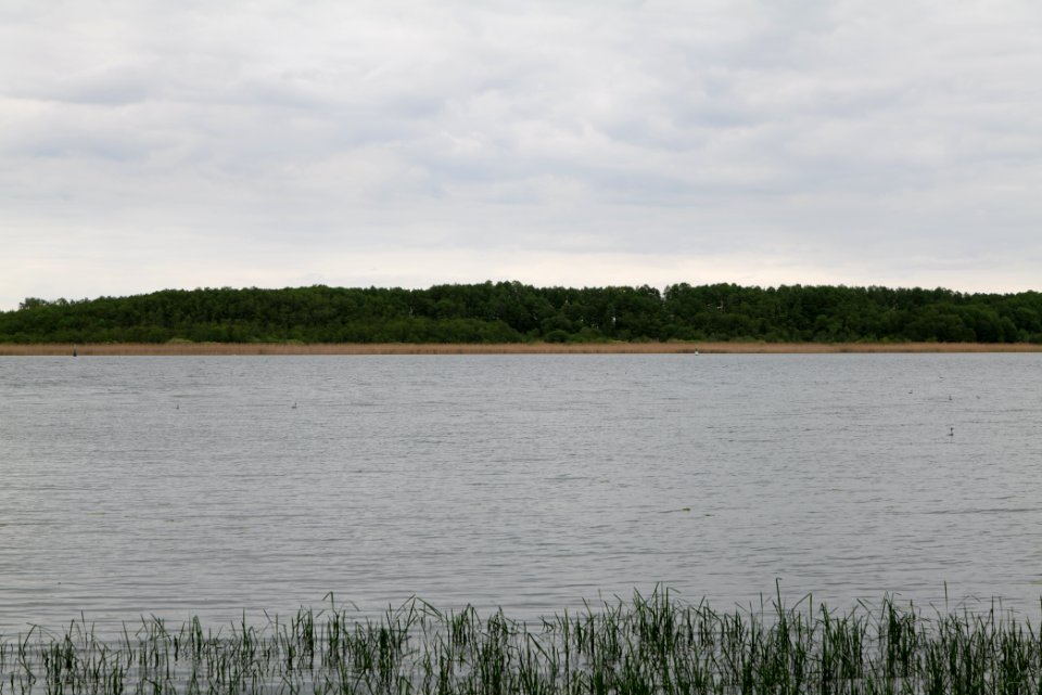 Südufer Ruppiner See from Wustrau-Altfriesack 2020-05-15 03