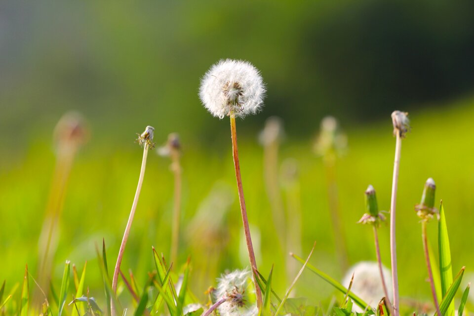 Nature summer spring