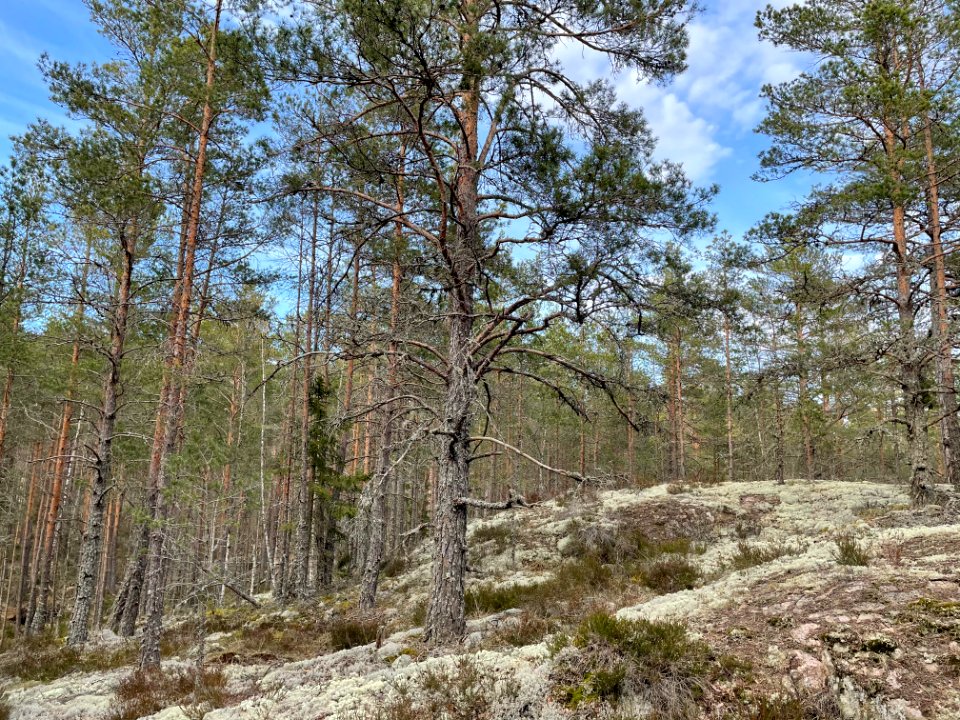 Ryssbergens naturreservat hällar skog