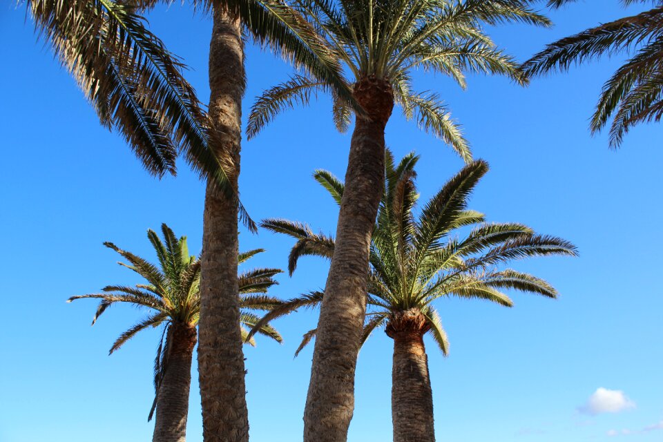 Tropical summer travel