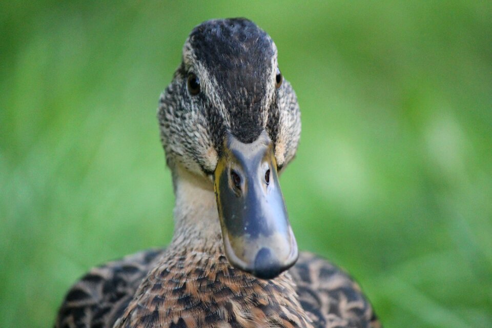 Bird wildlife mallard