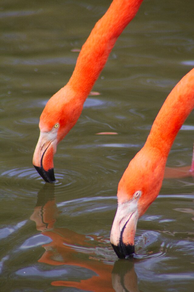 Zoo bird fauna