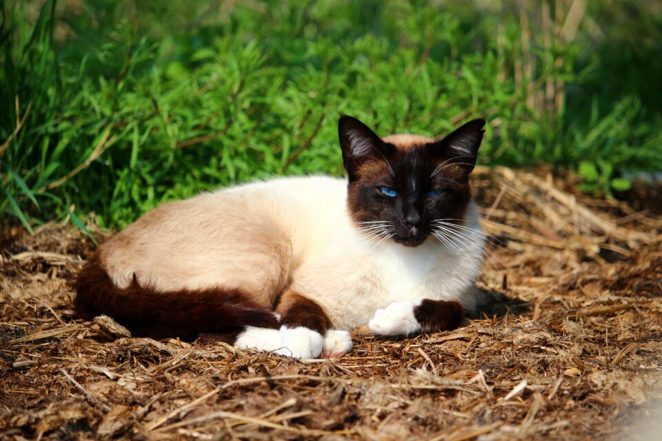 Siamese cat siam siamese photo