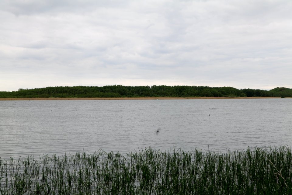 Südufer Ruppiner See from Wustrau-Altfriesack 2020-05-15 04