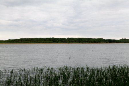 Südufer Ruppiner See from Wustrau-Altfriesack 2020-05-15 04