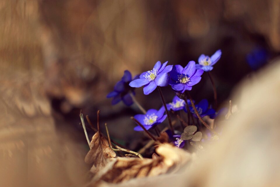 Flower spring flowers spring