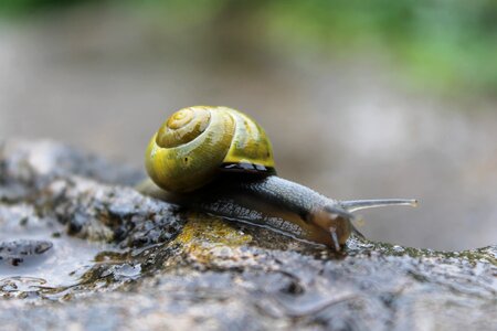 Small grey shell