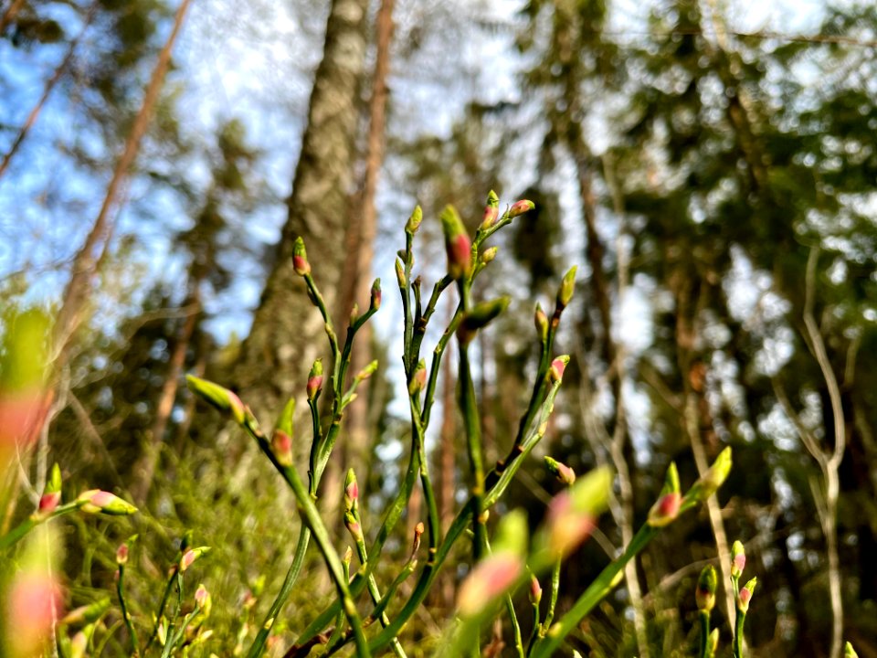Ryssbergens naturreservat blåbärsris