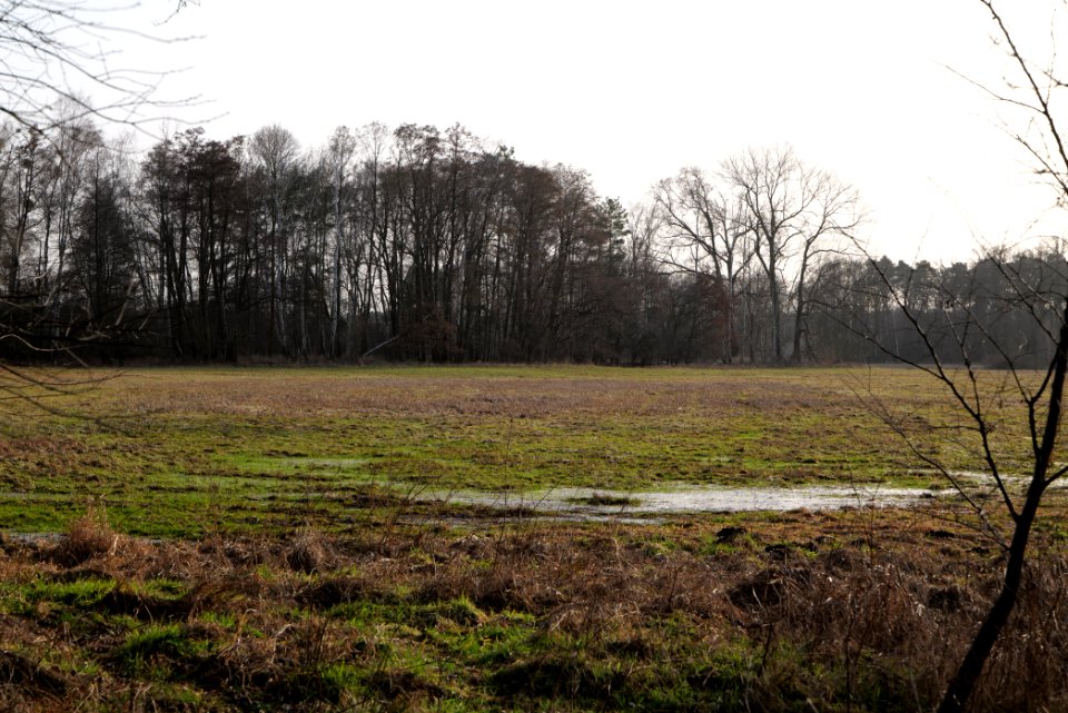 Saarmunder Rohrwiesen 2021-02-24 33