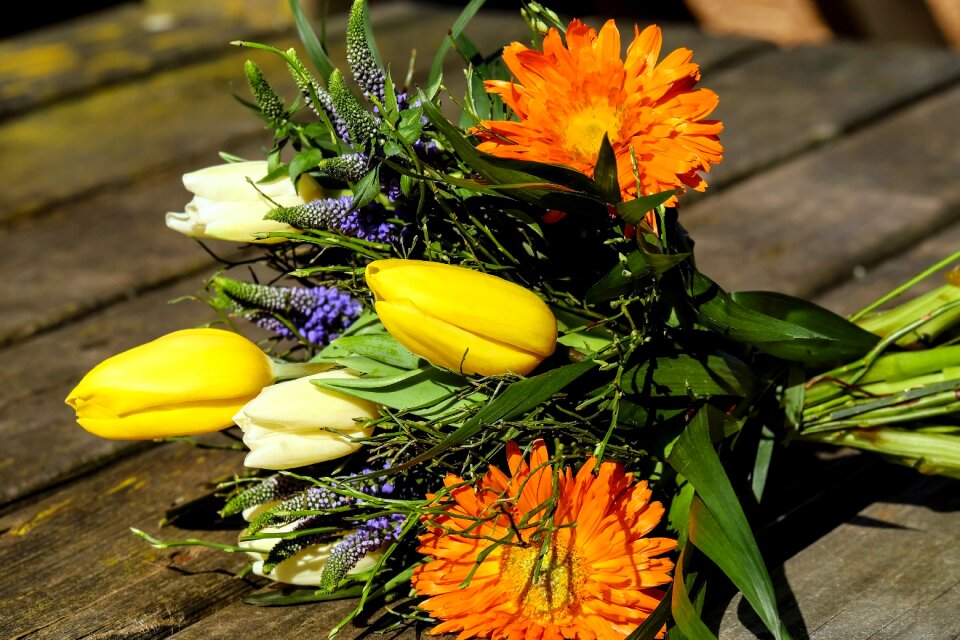 Tulips yellow cream