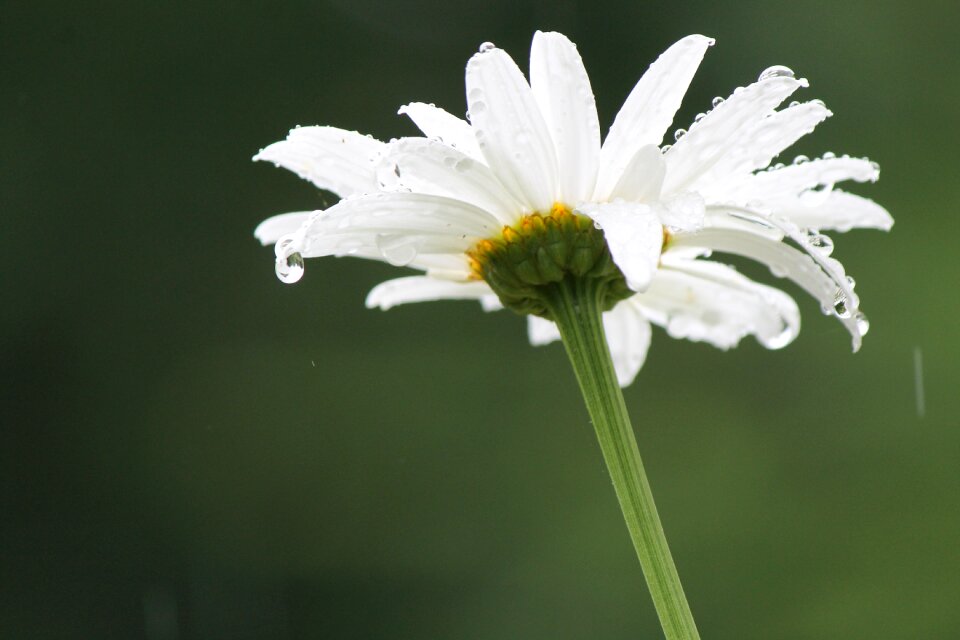 Spring summer white