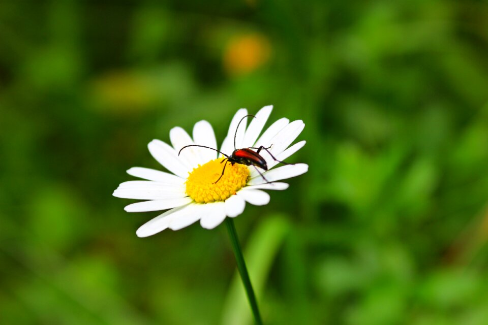 Summer sunny nature