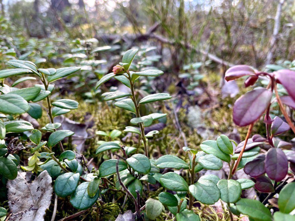 Ryssbergens naturreservat lingon