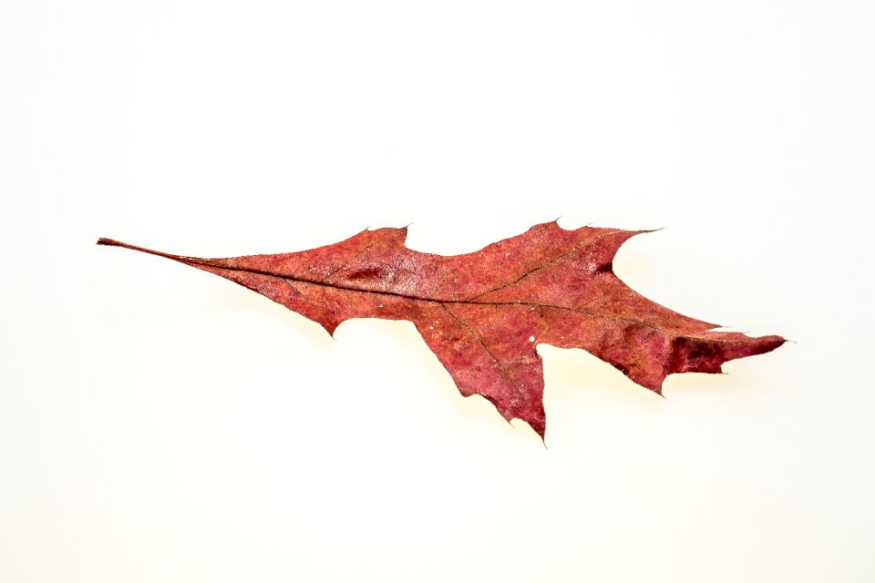 Fall foliage colors of autumn leaves in the autumn