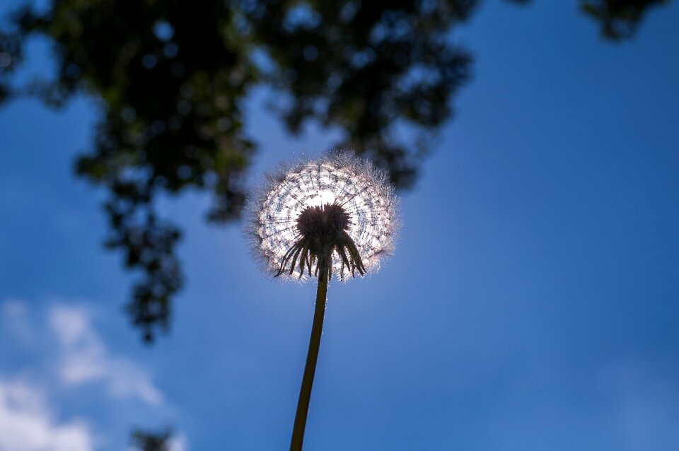 Nature pollen wild flower